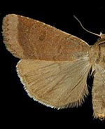 Abagrotis dickeli