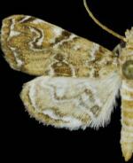 Elophila gyralis