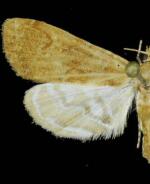 Elophila gyralis