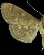 Herpetogramma aeglealis