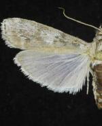 Hypsipyla grandella