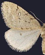 Paleacrita merriccata