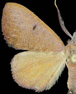 Cyclomia alternata