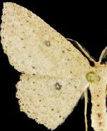 Cyclophora benjamini