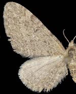 Eupithecia perfusca