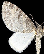 Lobophora nivigerata