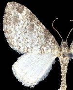 Lobophora nivigerata