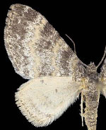 Lobophora nivigerata