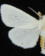 Spilosoma virginica