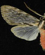 Calidota laqueata