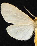 Cycnia collaris