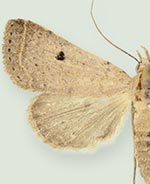 Bleptina biformata