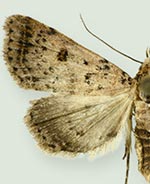 Bleptina biformata