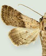 Bleptina biformata