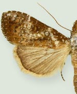 Janzena pyraliformis