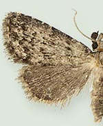 Dyspyralis ocala