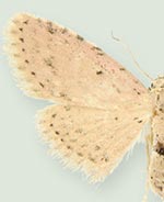 Sigela basipunctaria