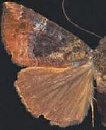 Hypena vetustalis