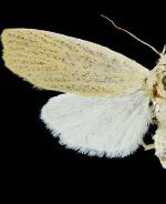 Palpidia pallidior