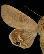 Litoprosopus confligens