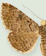 Toxonprucha killamae