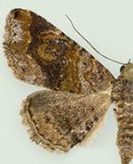 Toxonprucha killamae