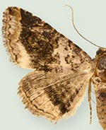 Toxonprucha killamae