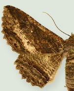 Zale lafontainei