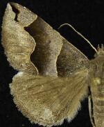 Gondysia telma