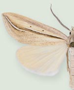 Doryodes acta