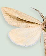 Doryodes unica