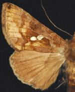 Chrysodeixis chalcites