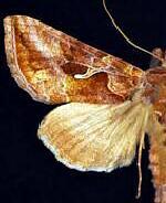 Autographa rubidus