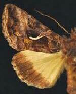 Autographa sansoni