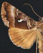 Autographa speciosa