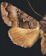 Autographa v-alba