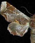 Marathyssa pyrastis