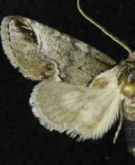 Baileya australis