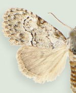 Meganola georgei