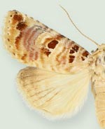 Diastema leo