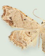 Sigela incisa