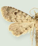 Sigela subincisa