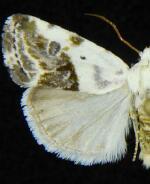 Ponometia candefacta