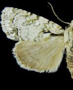 Acronicta vinnula