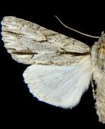 Acronicta strigulata