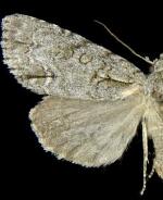 Acronicta spinigera