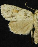 Acronicta exilis