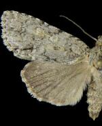 Acronicta immodica