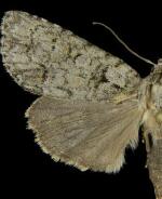 Acronicta modica