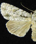 Acronicta clarescens